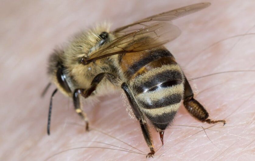 لسعات النحل لتكبير القضيب